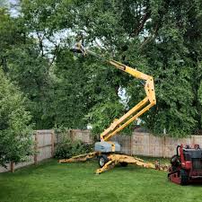 Best Storm Damage Tree Cleanup  in Palestine, IL